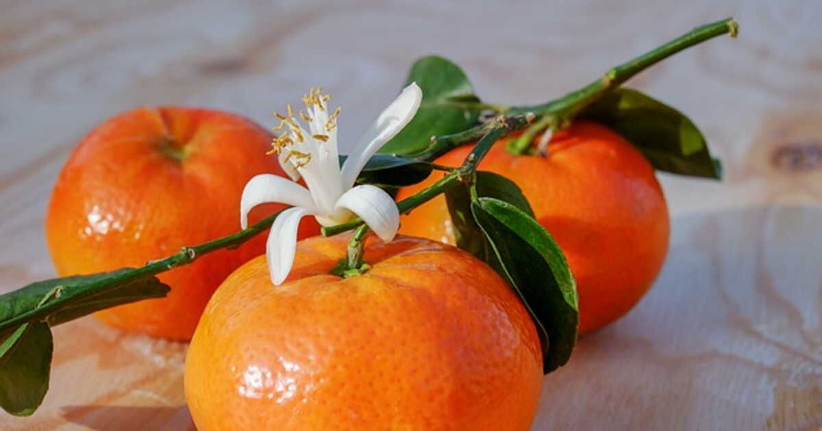 Clémentine : le guide ultime pour bien choisir entre pépins et feuilles