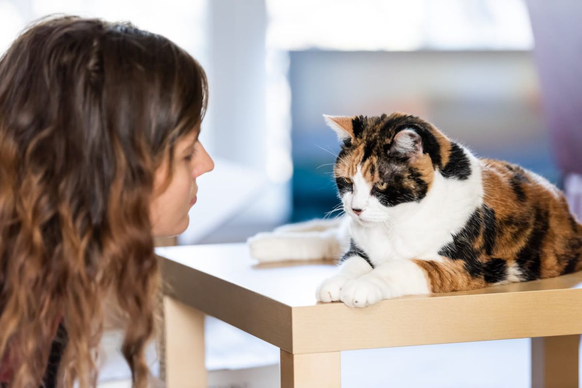 Ne punissez jamais votre chat : les conseils d'une experte en comportement félin