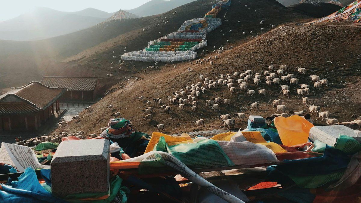 En Chine, le rêve pastoral attire des urbains lassés du stress