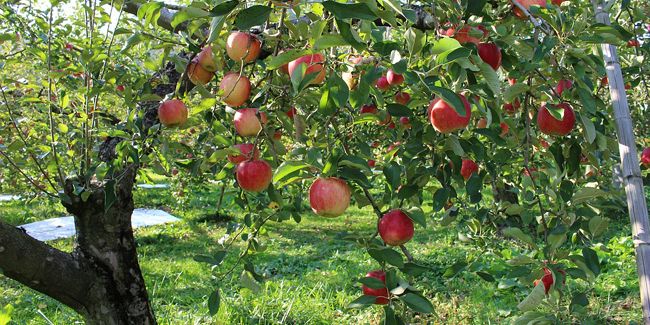 L’argile, un remède naturel pour les arbres en quête de bien-être