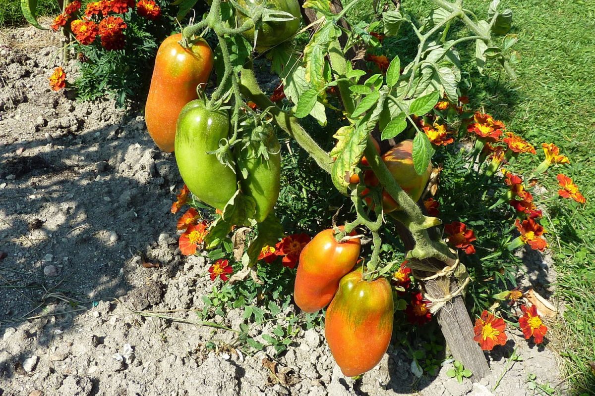 7 variétés de tomates à la loupe