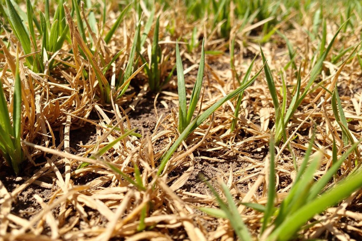 Comment revitaliser votre pelouse après un été torride : des solutions simples et efficaces