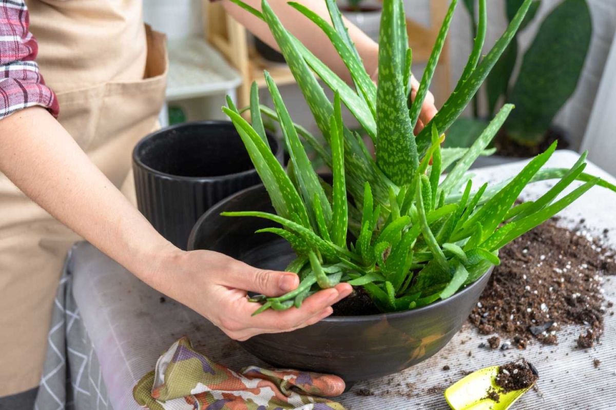 comment propager l'aloe vera chez vous en un rien de temps