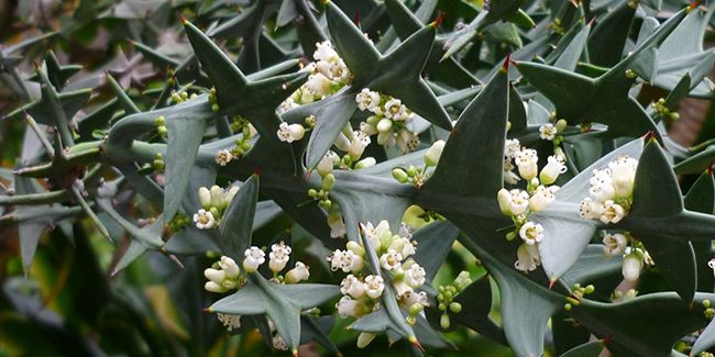 Collétie croix de fer : un trésor pour les jardins secs