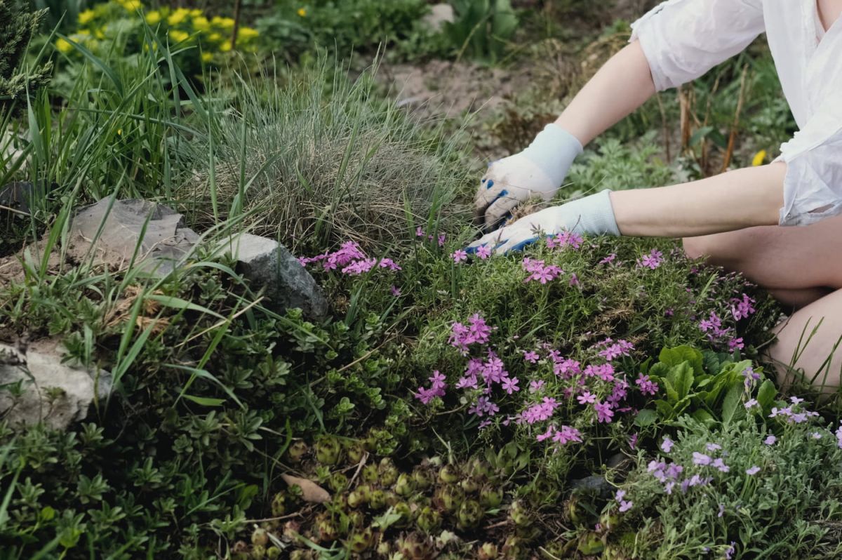 L'ambroisie : la plante qui vous fait souffrir en silence