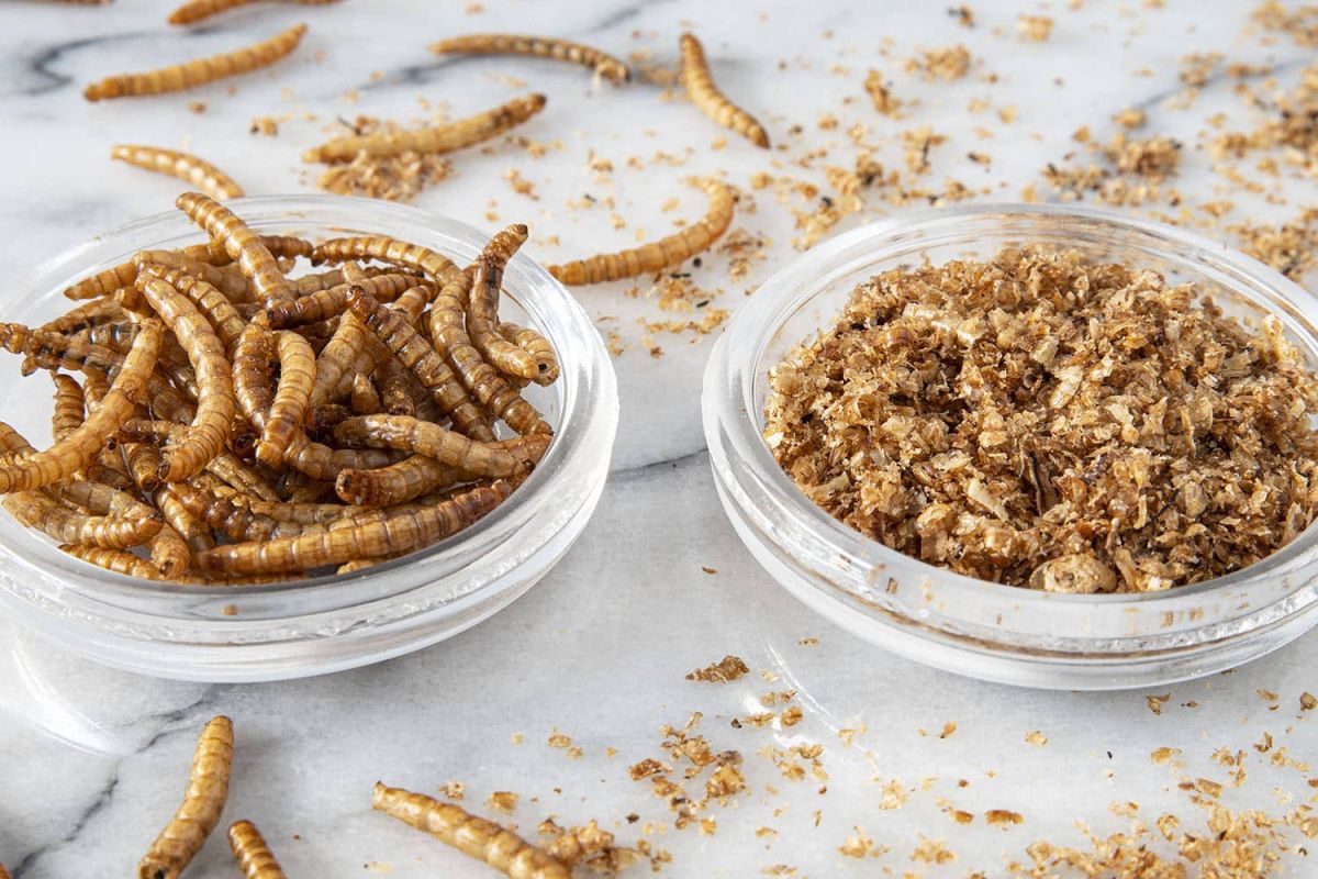 Des vers de farine enfin dans nos recettes