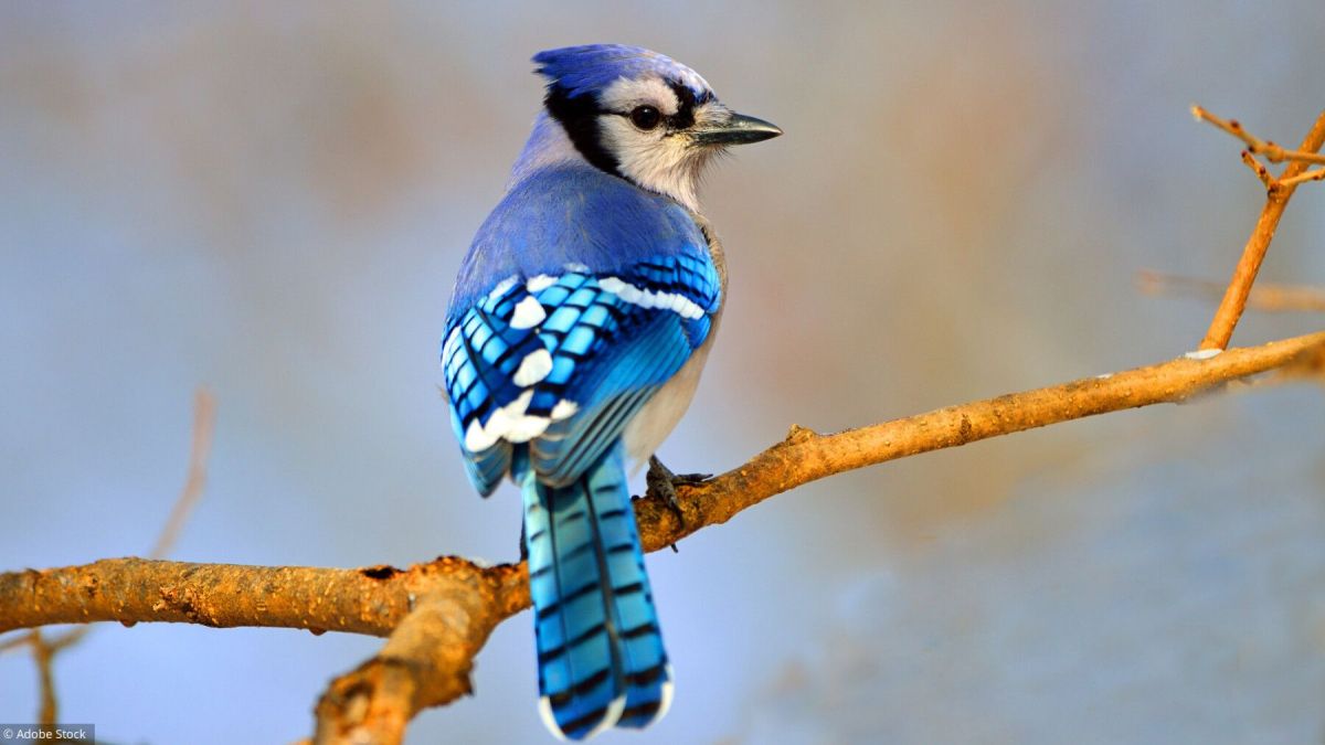 Quiz oiseaux : perles de sagesse et talents inattendus