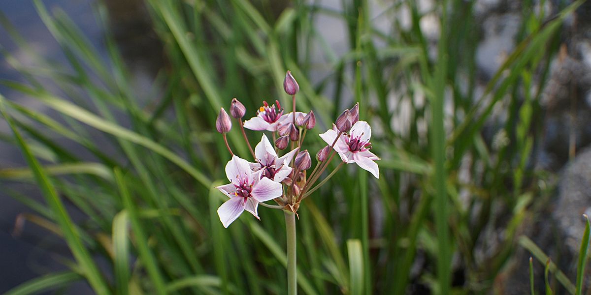À la découverte du jonc fleuri : une plante aquatique à la beauté sous-marine