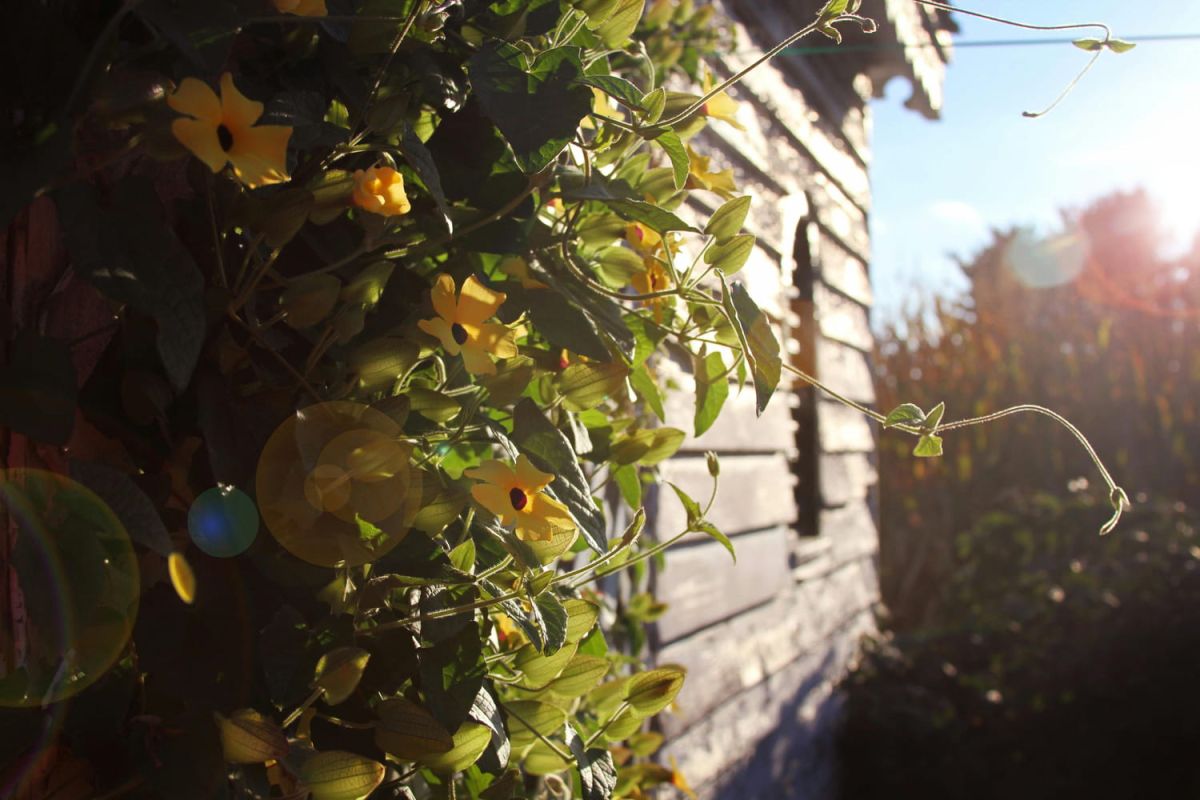 la plante grimpante qui transforme votre jardin en un été