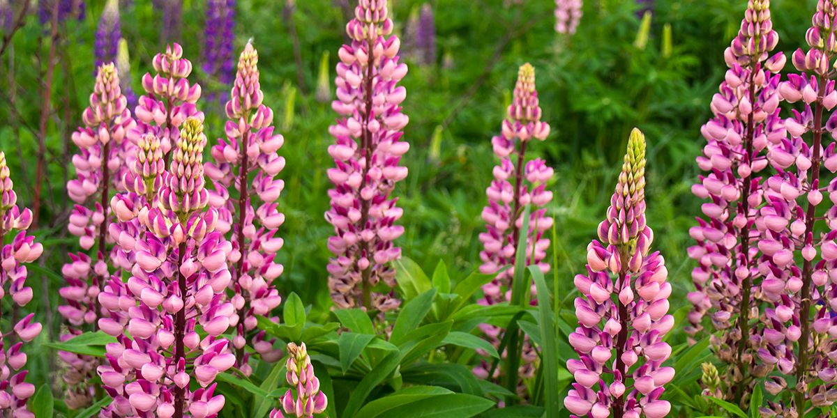Le lupin des jardins : floraison éclatante et entretien facile