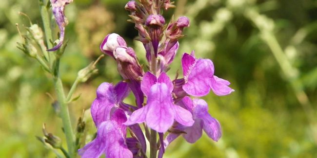 À la découverte de la linaire pourpre (Linaria purpurea)