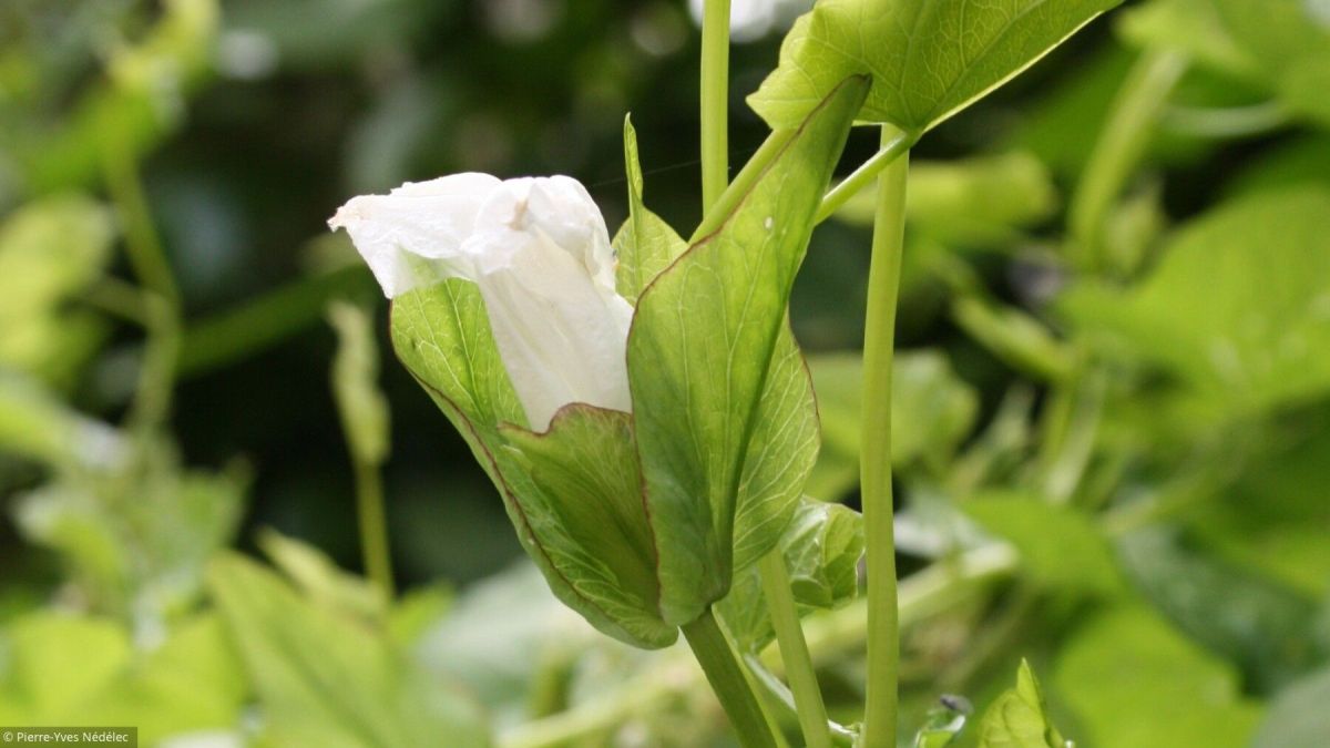 Indésirables au jardin : un atout pour la biodiversité