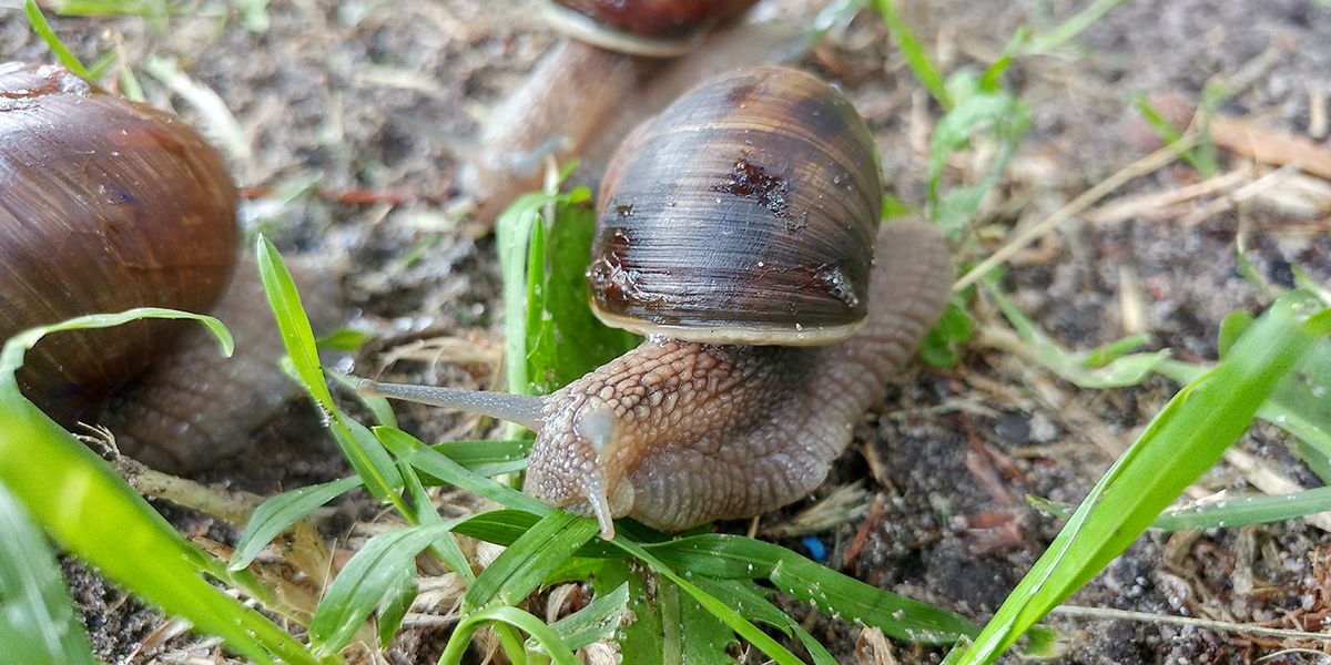 Cohabitation au jardin : escargots et limaces, amis ou ennemis ?