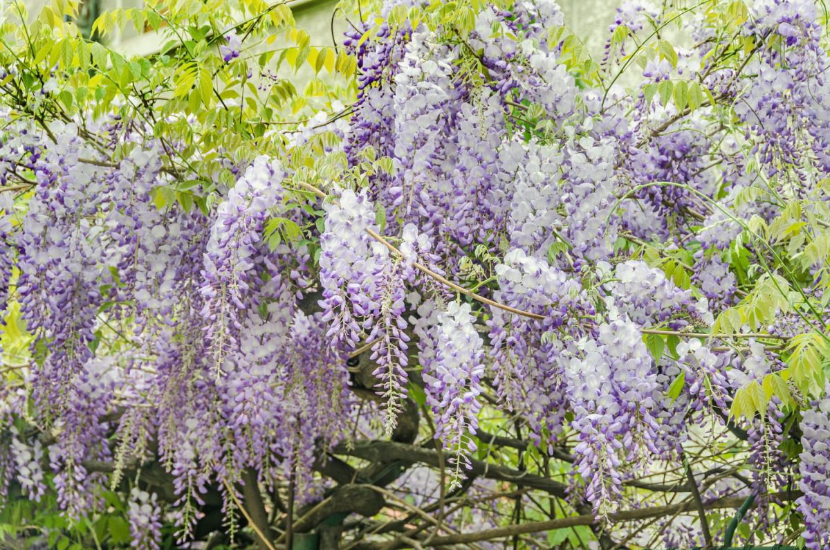 Glycine : les secrets d'une culture réussie pour embellir votre jardin