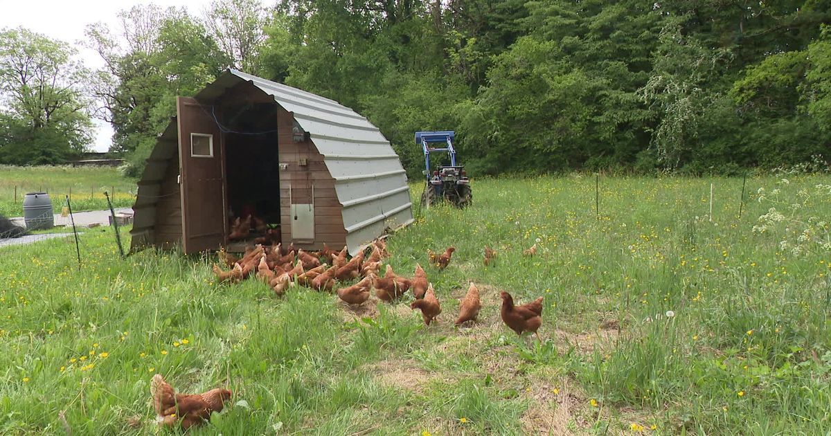Un poulailler mobile pour revitaliser la terre en agriculture bio
