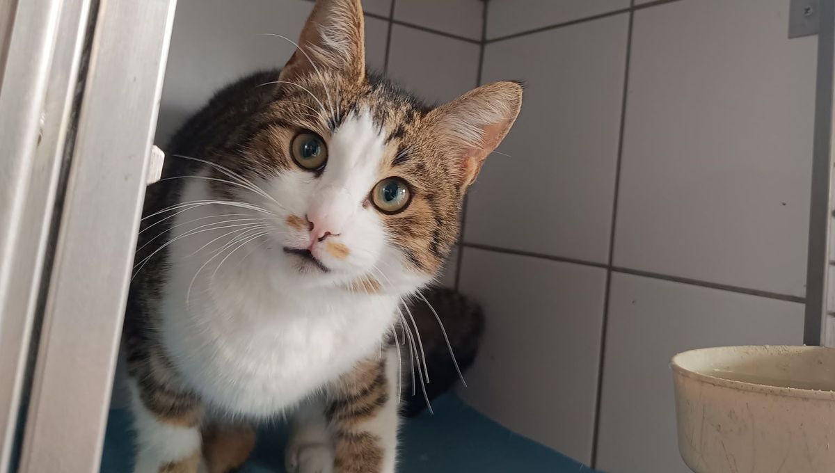 Devenir bénévole à Chat Dow : un câlin pour soi et pour les animaux