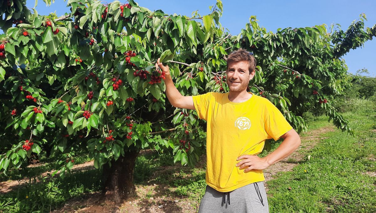 La cerise en fête : immersion dans la récolte chez Marc-Antoine Moussu