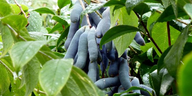 Découvrez l'arbre aux haricots bleus, une merveille naturelle à cultiver