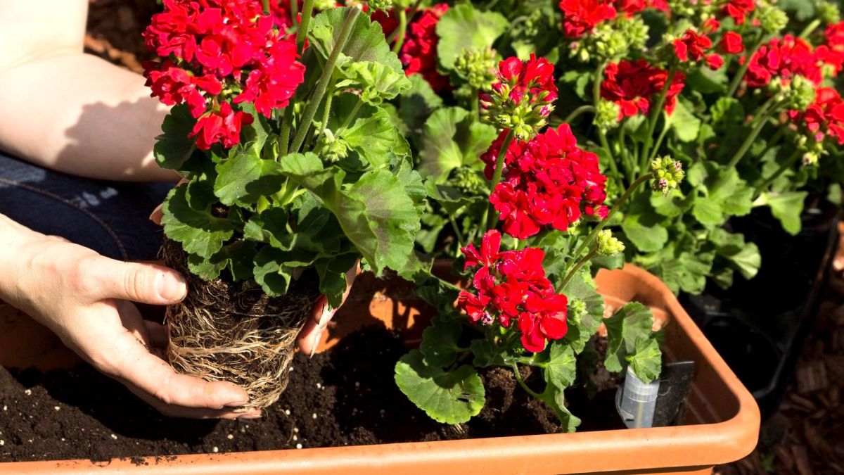 Faut-il vraiment attendre les Saints de glace pour planter des géraniums ?