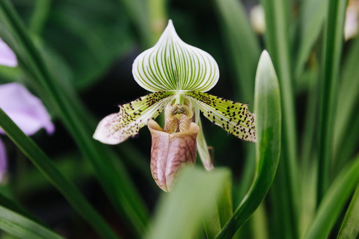 Mille et une orchidées 2023 : l'exposition à ne pas manquer