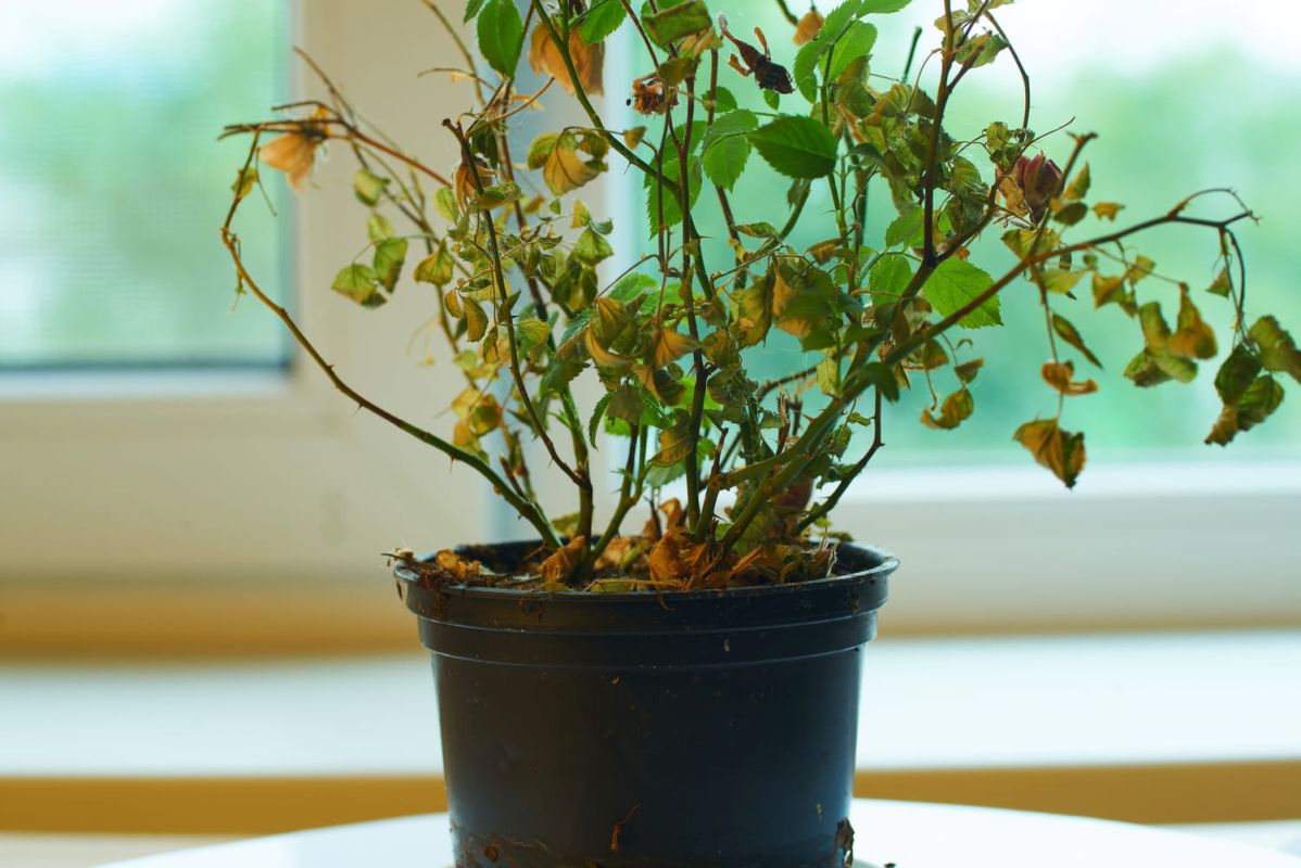 Redonnez vie à vos plantes avec cet ingrédient miracle