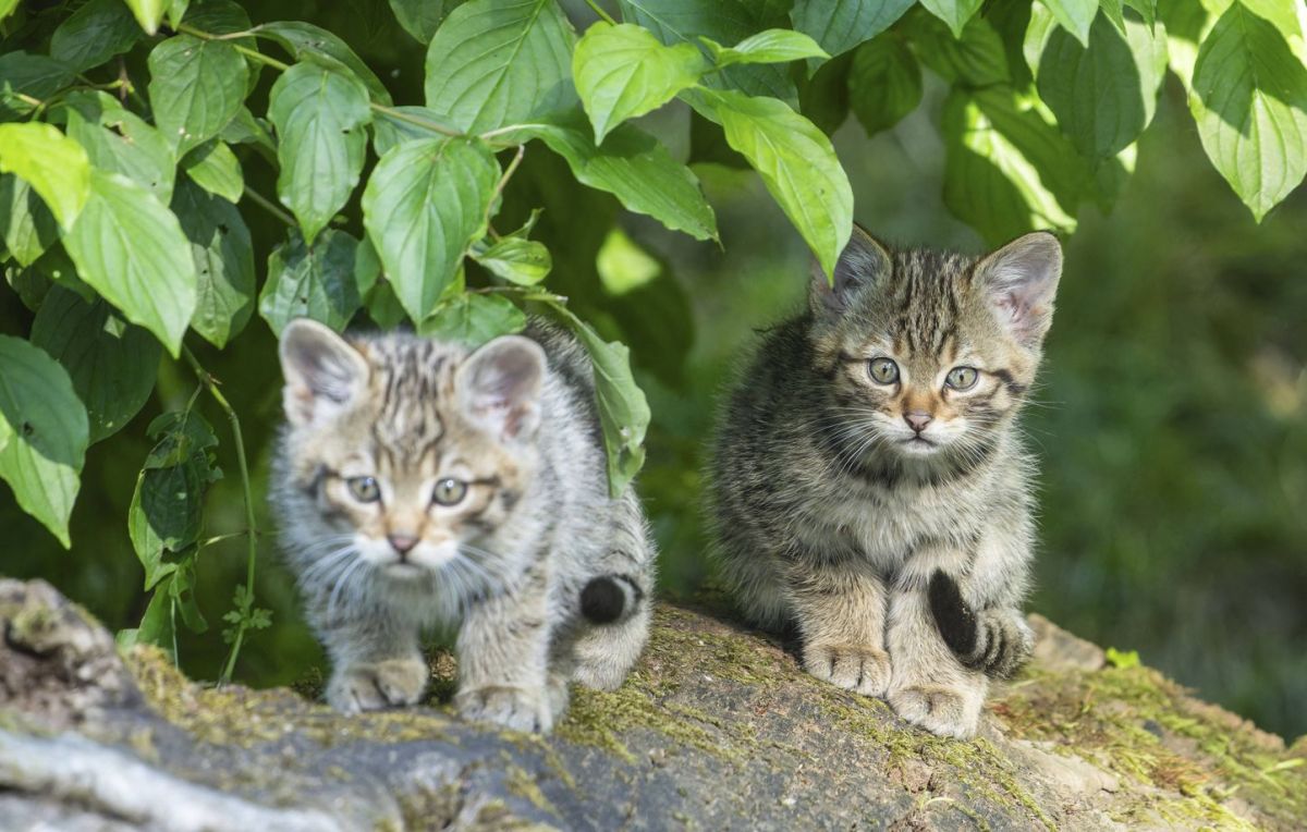 Un adolescent interpellé pour avoir torturé des chatons dans le Doubs