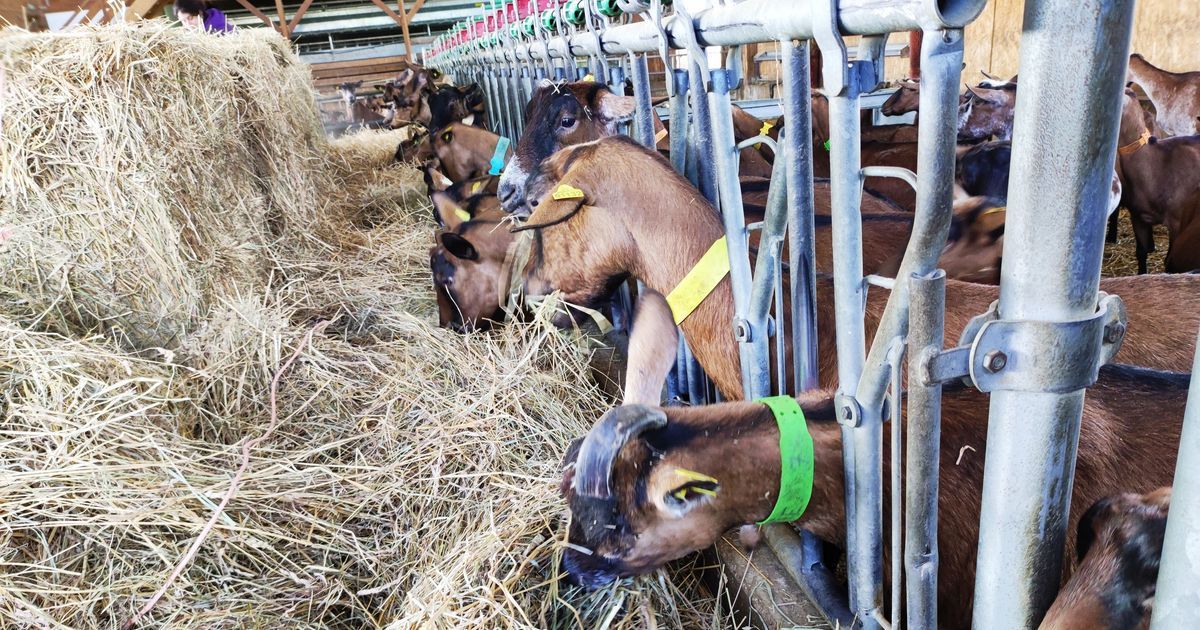 Découvertes gourmandes à la Ferme de Claire : une journée autour de l'agriculture durable