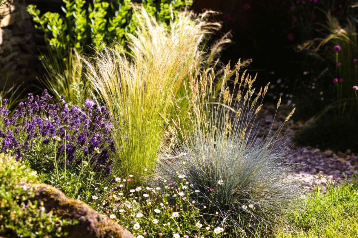 l'art de la taille des graminées : timing et techniques pour un jardin resplendissant