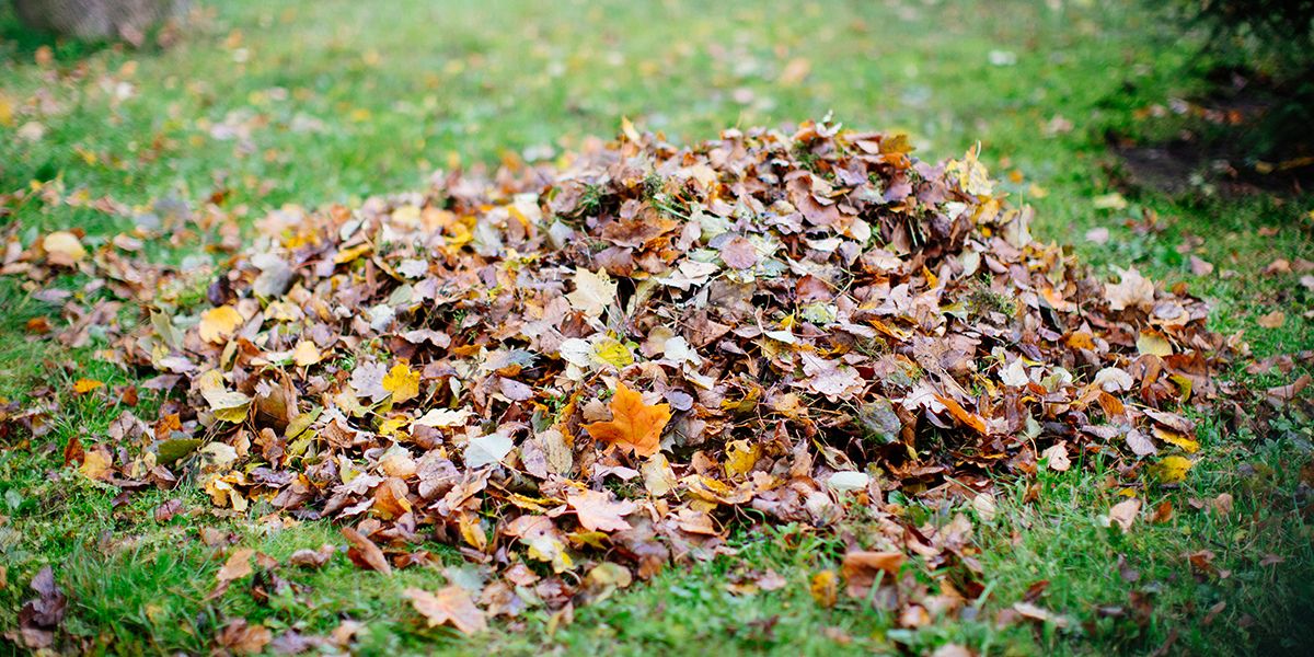 Comment gérer les feuilles mortes à l'automne : astuces et solutions