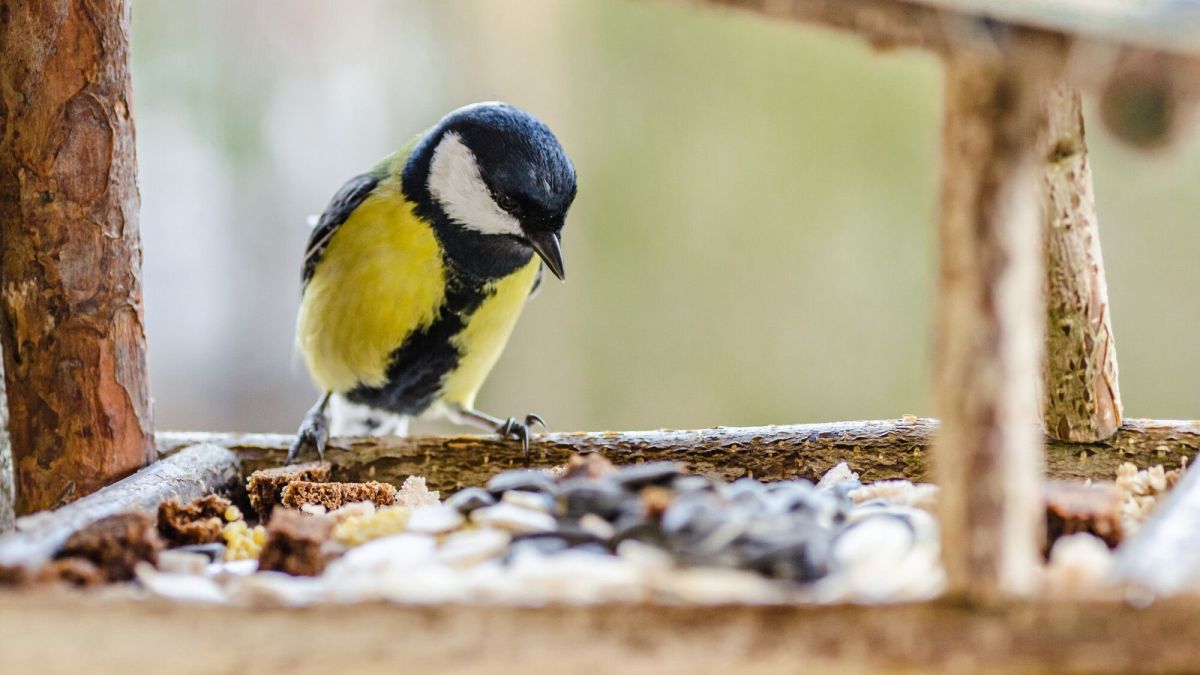 Nourrir les oiseaux en hiver : les pièges à éviter