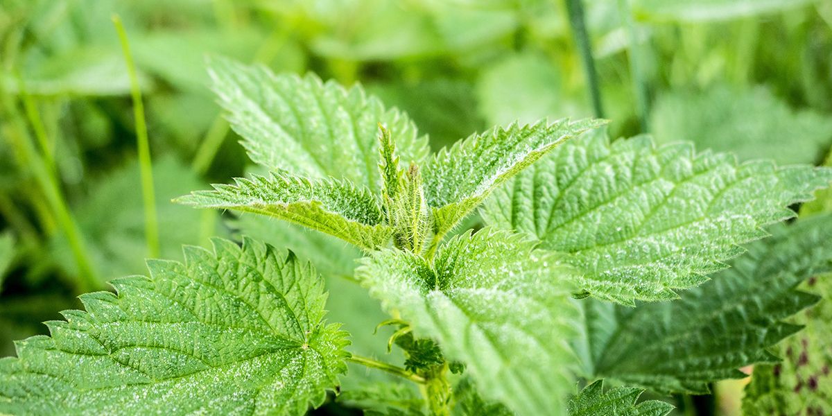 Découvrir les vertus insoupçonnées de l'ortie : ami fidèle du jardin