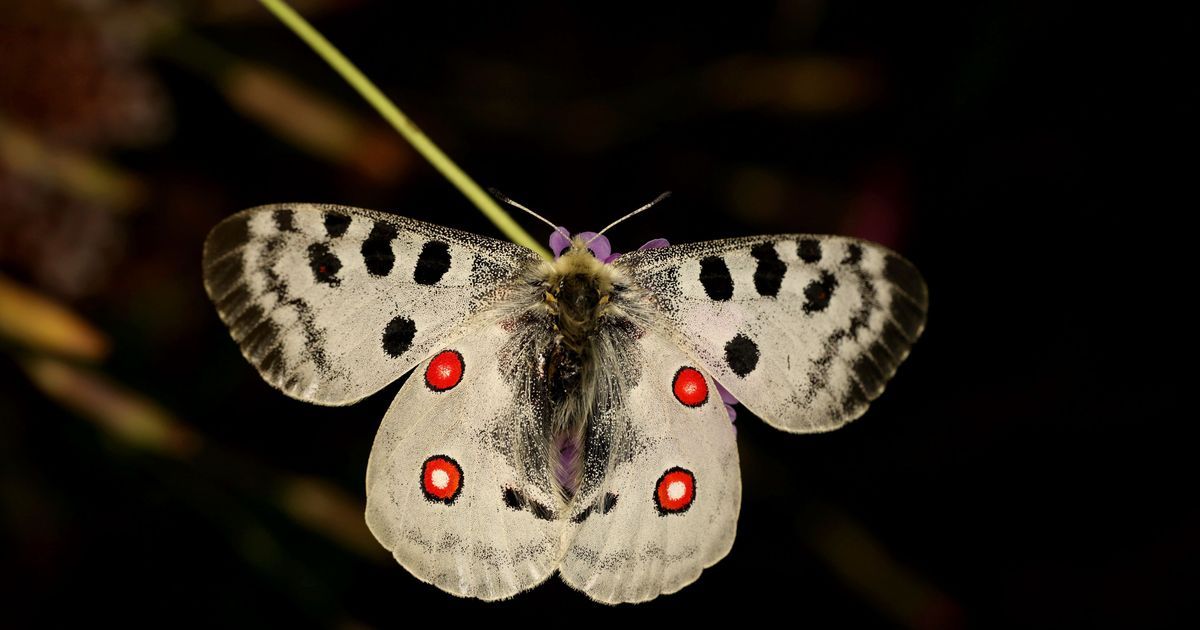 La biodiversité en danger : un tiers des papillons de Bourgogne-Franche-Comté menacés