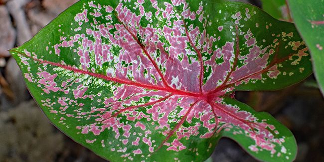 découvrez le cœur de jésus, une plante aux feuilles vibrantes
