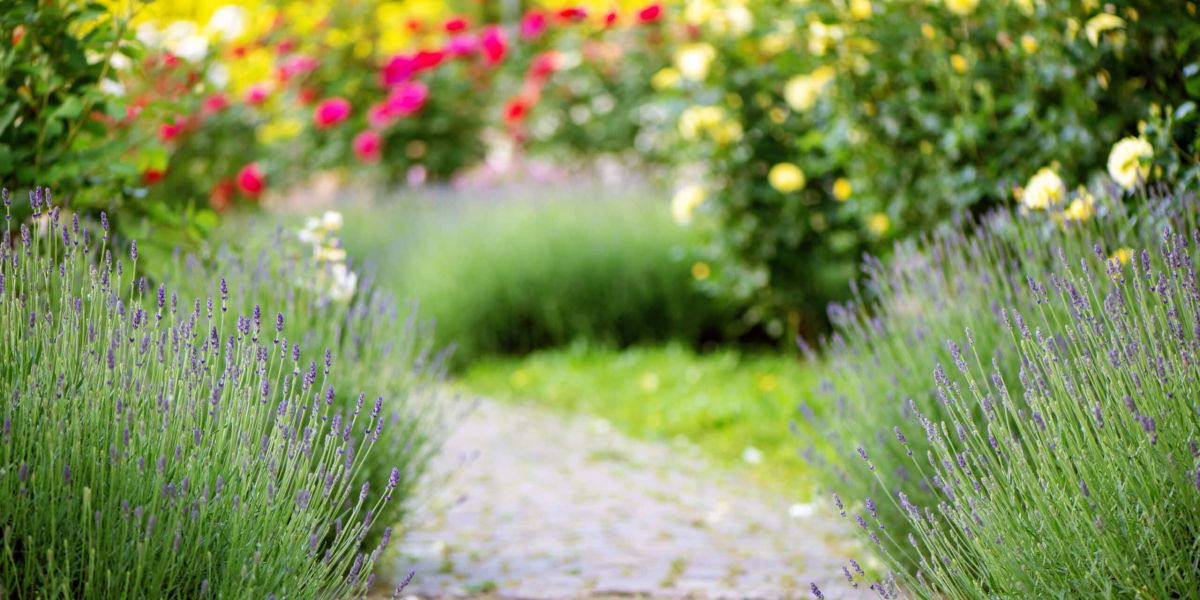 Les activités de jardinage à éviter le 15 août : ce que vous devez savoir