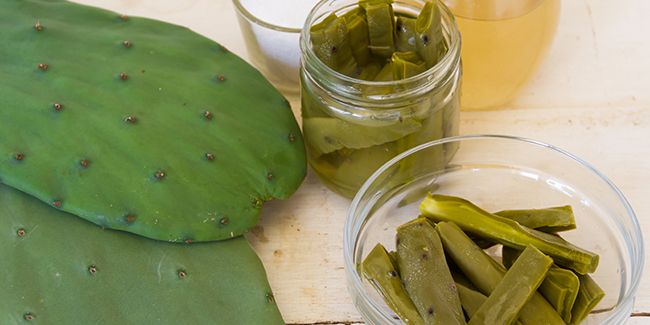 Le nopal : la plante aux multiples bienfaits