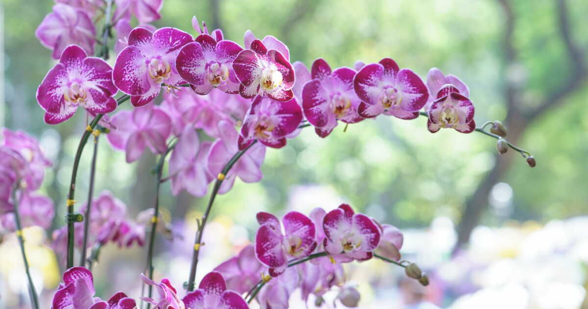 Les secrets pour faire refleurir votre orchidée sans effort