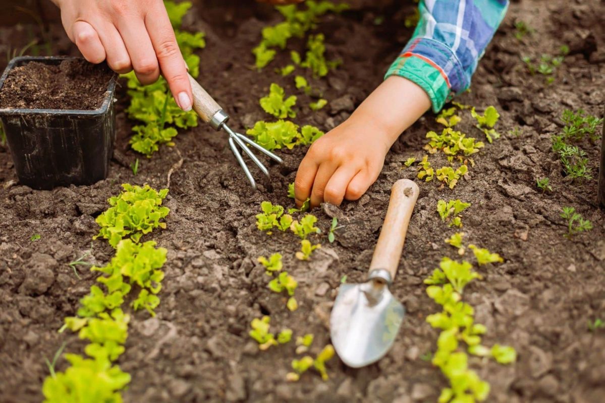Préparez votre potager d'été : 10 semis incontournables en mars