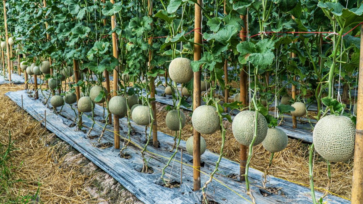 la technique secrète pour des melons sucrés en pleine canicule