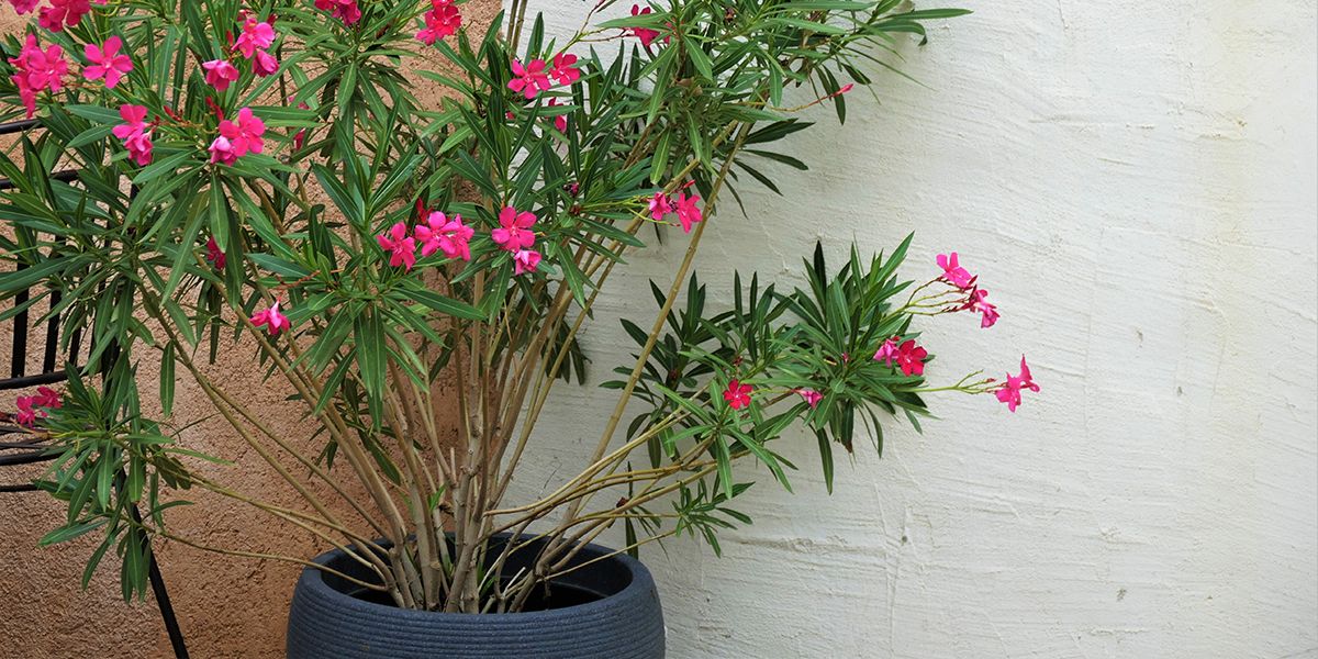 Comment protéger votre laurier-rose des rigueurs hivernales ?