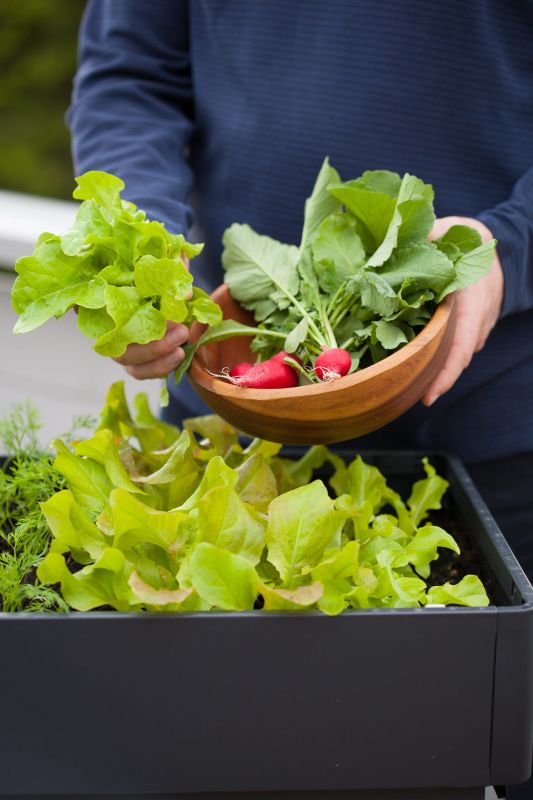 Créer son potager sur balcon : un rêve urbain devenu réalité