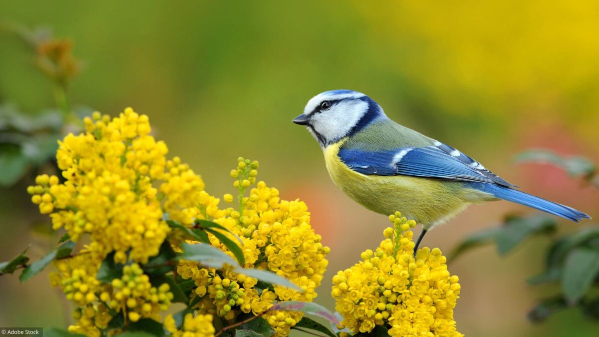 Attirer les oiseaux dans votre jardin : le guide complet