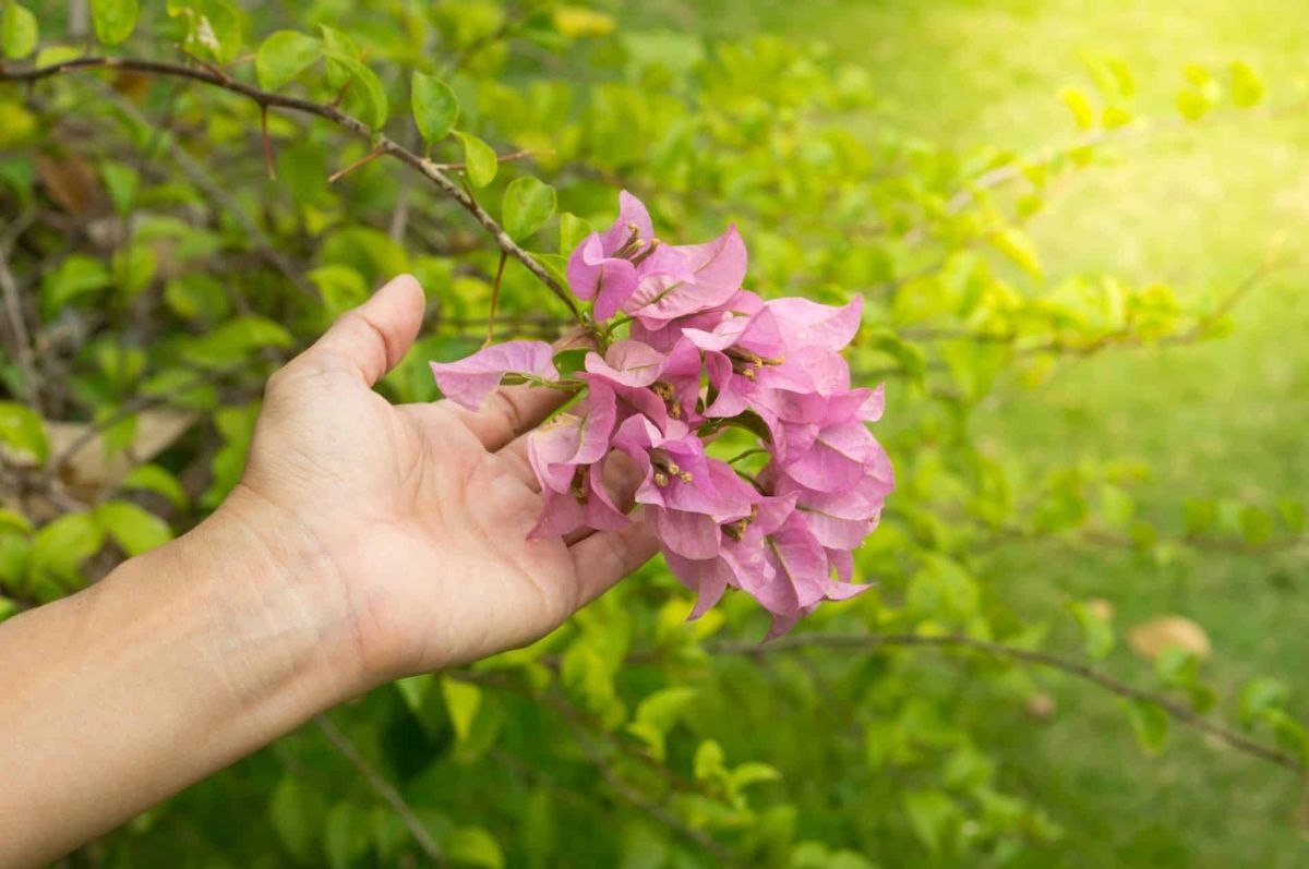 Transformez votre jardin avec le bougainvillier : la plante qui tolère tout