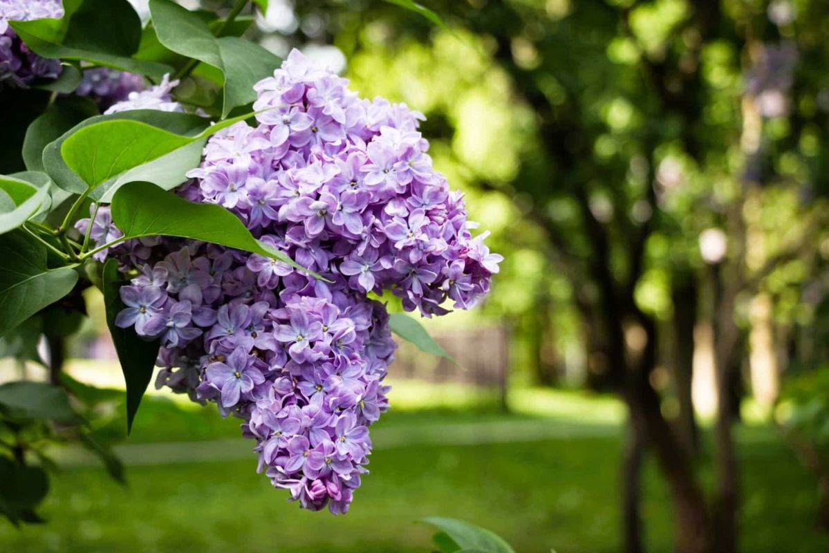 Ravivez la beauté de votre lilas avec ces gestes simples pour une floraison spectaculaire