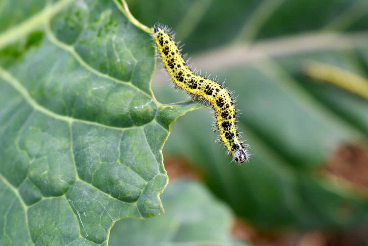Comment protéger vos plantes des chenilles : gestes simples et efficaces