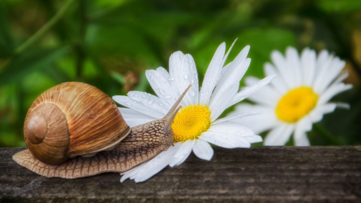 Comment éloigner escargots et limaces de votre jardin sans les éliminer ?