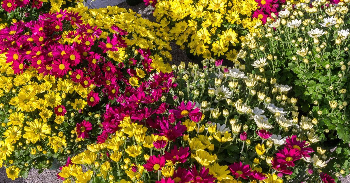 Vol de plantes à Besançon : la mairie lance une plainte après l'incident près de la basilique