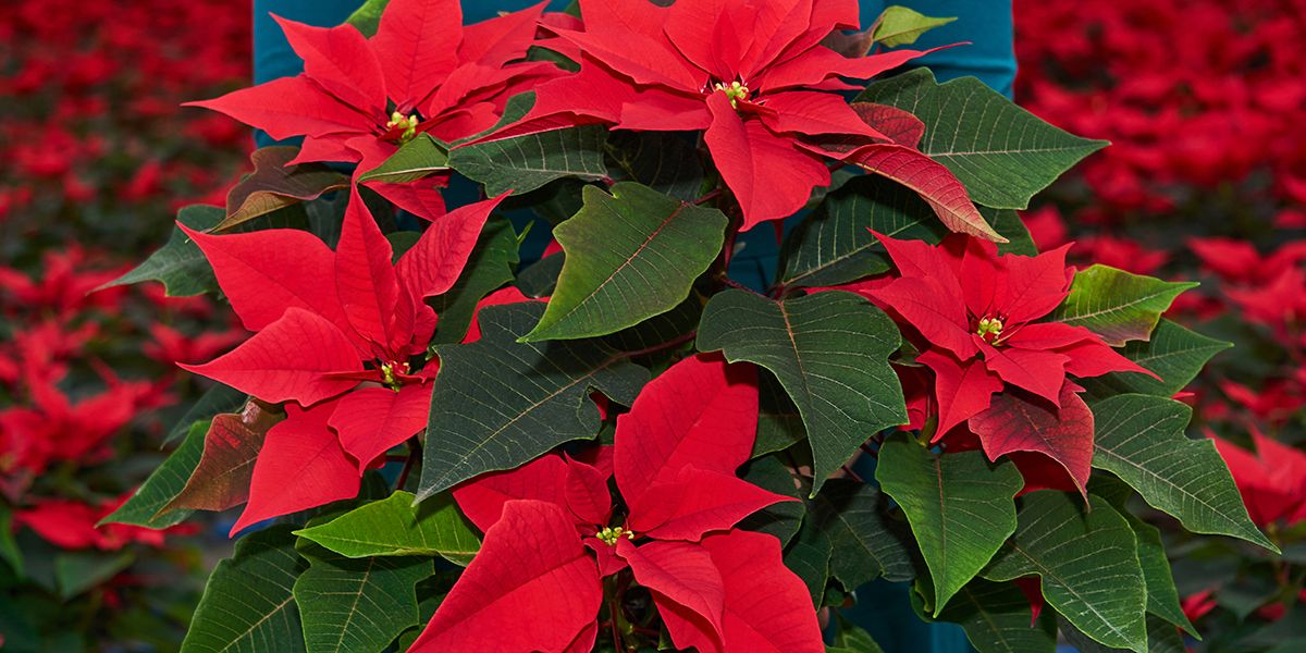 Poinsettia (Euphorbia pulcherrima) ou étoile de Noël