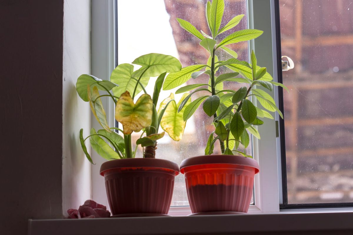 préparez vos plantes avant les vacances pour un retour en pleine forme