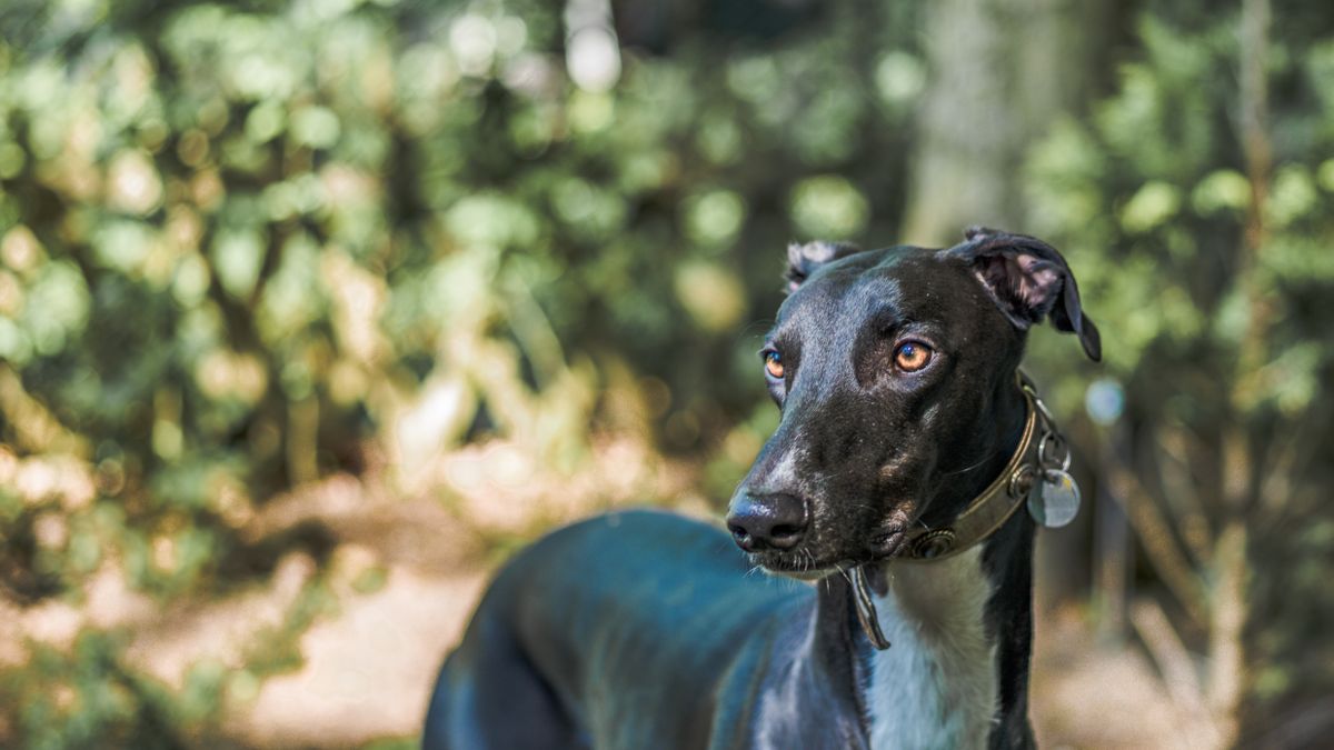 Un homme se bat pour honorer son chien sur sa tombe : une histoire d'amour inconditionnel
