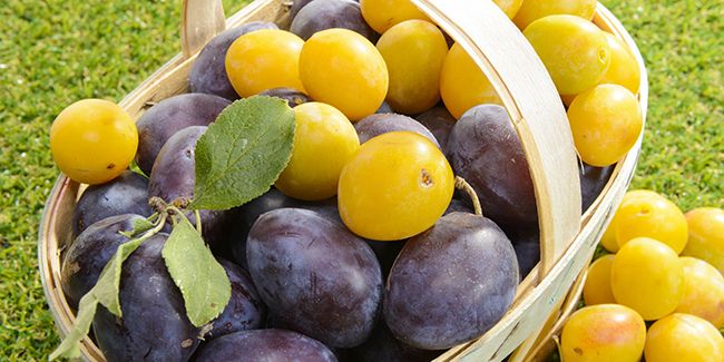 Les prunes : un trésor fruitier de l'été